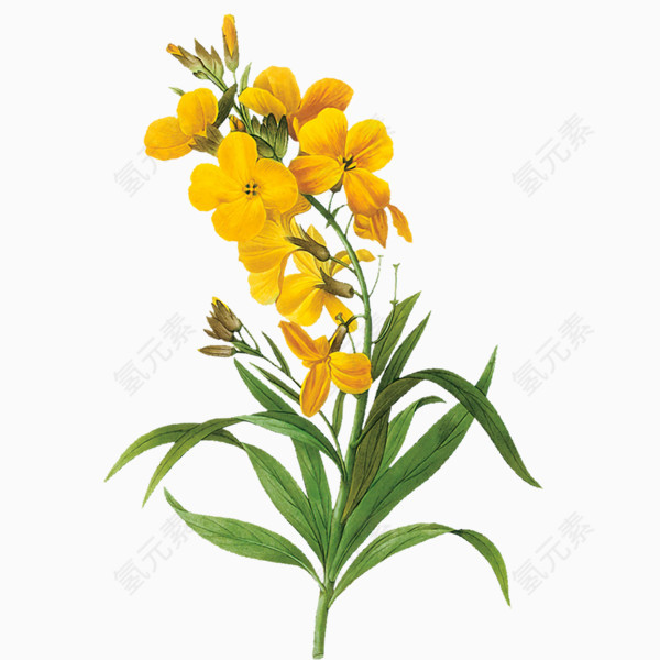 黄色兰花春季花朵装饰