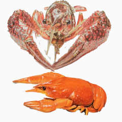 龙虾逼真手绘素材图片