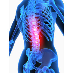 人体胸腔透视图