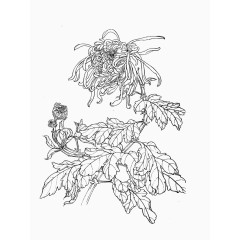 菊花白描线稿