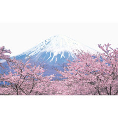 富士山和樱花