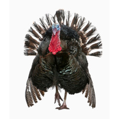 一只开着屏的火鸡