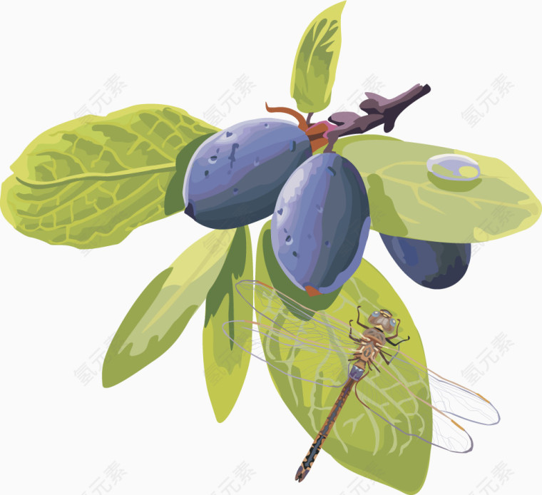 矢量图水果西梅