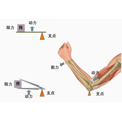 关节杠杆原理图片