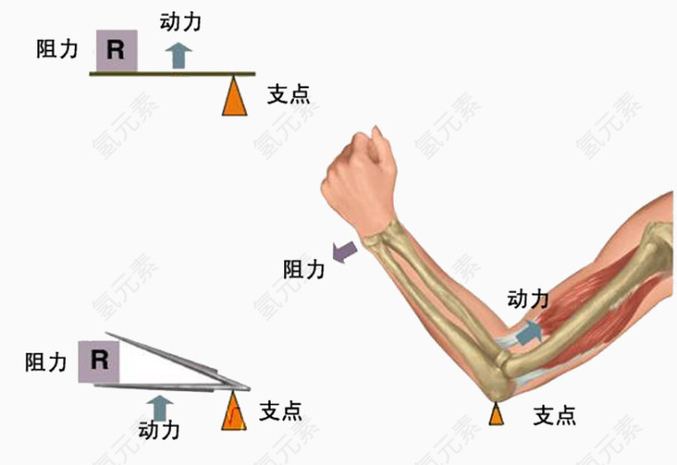 关节杠杆原理图片