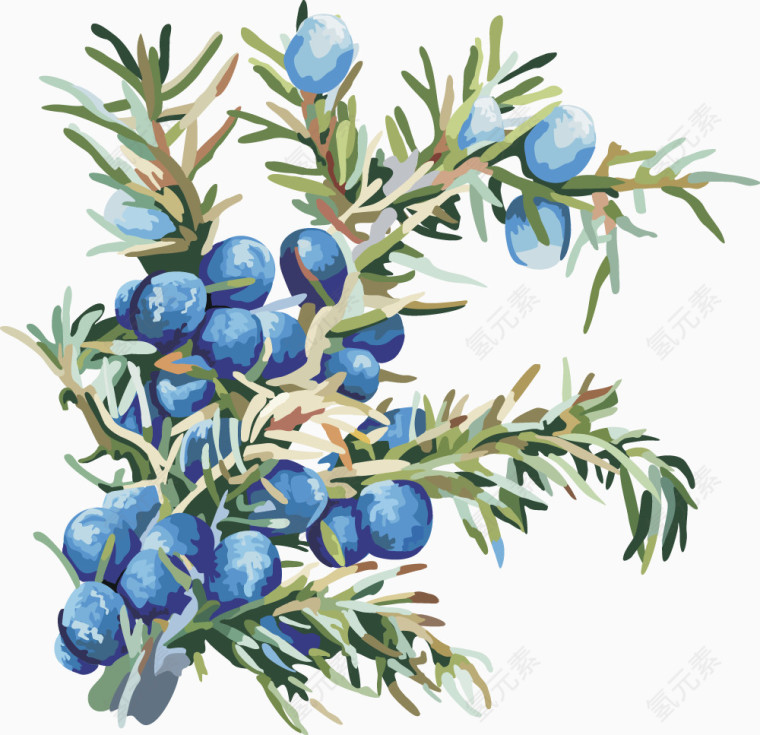 矢量图水果蓝莓