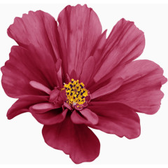 紫色雏菊花朵装饰素材