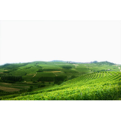 优美的茶山茶园