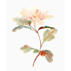 一株六月雪图片素材