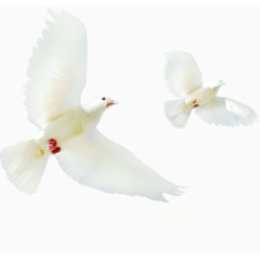 在布拉格广场上停留的白色小鸽子