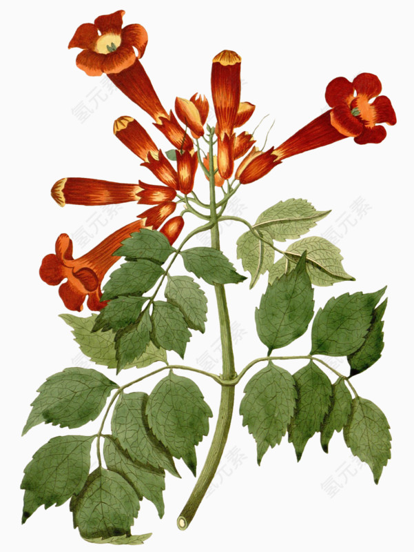 典雅的花