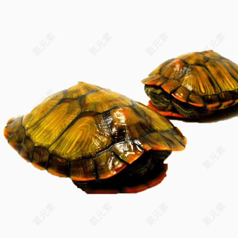 两只黄金乌龟