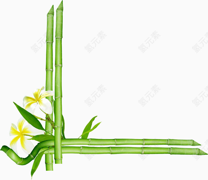 清晰绿竹花朵边框