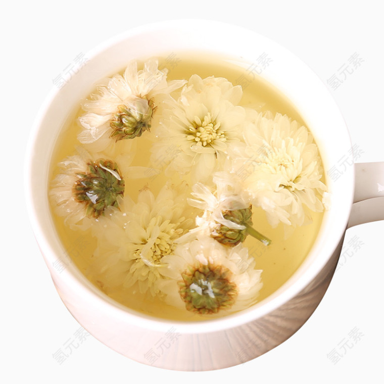 黄山贡菊
