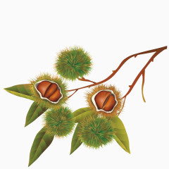 矢量食物种子果实