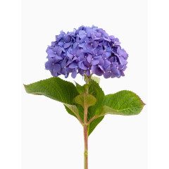 八仙花摄影图