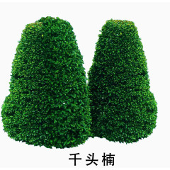 千头楠绿植素材