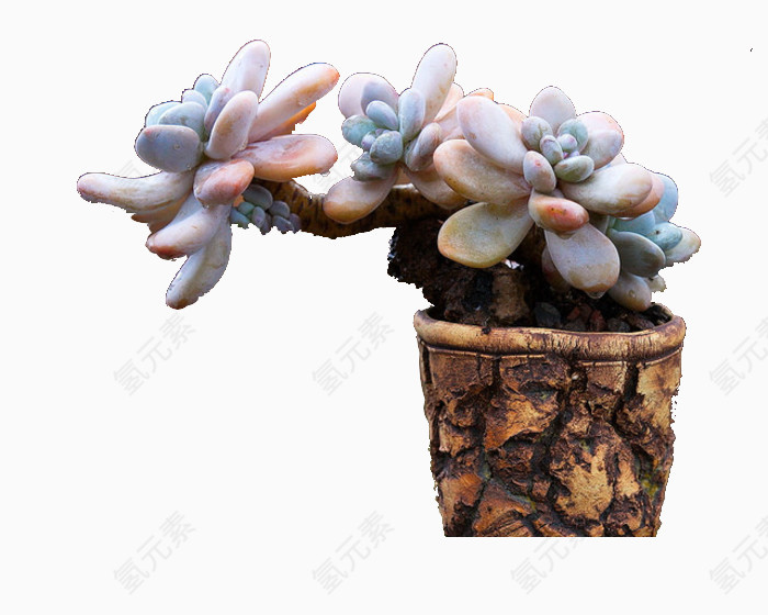 树皮纹理盆的多肉