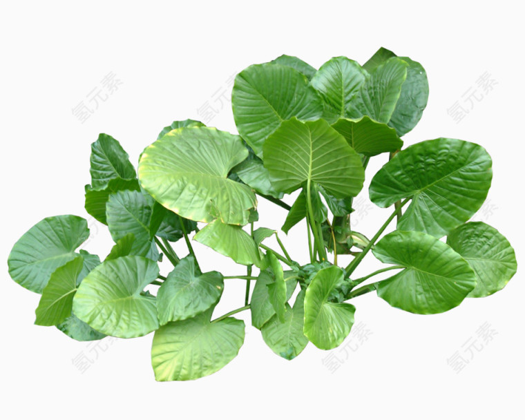 绿植园林后期