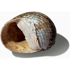 实拍蜗牛海螺贝壳