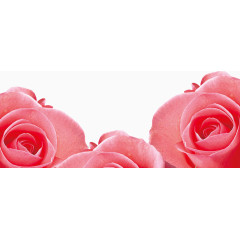 三朵粉色玫瑰花