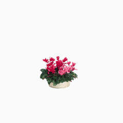 实用花卉