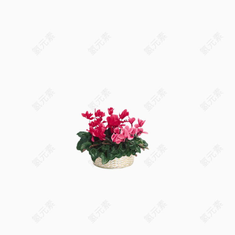 实用花卉