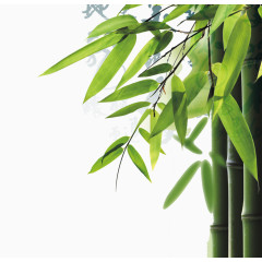 端午节清新竹子竹叶