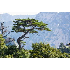 西岳华山迎客松