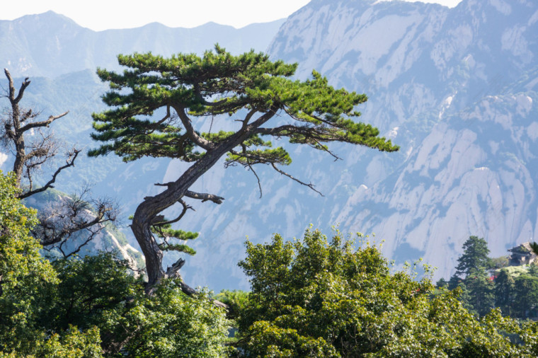 西岳华山迎客松
