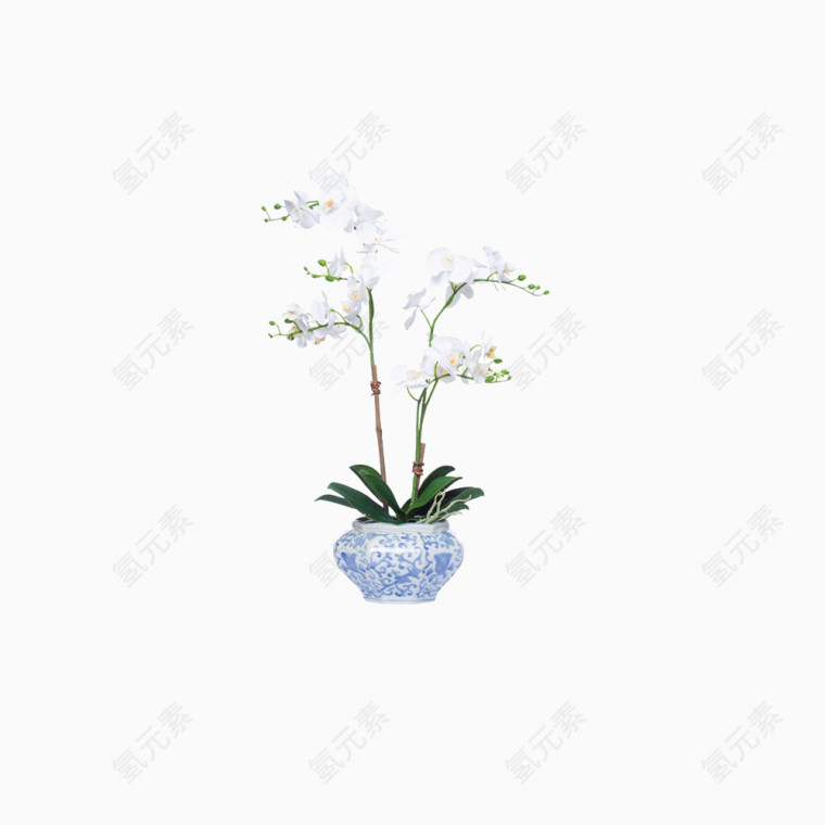 植物