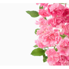 红色花朵素材背景