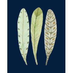 手绘淡雅羽毛元素