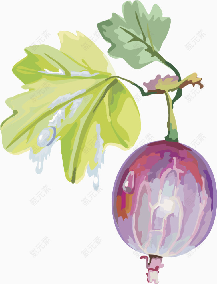 蔓越莓水果樱桃灯笼果 黑莓