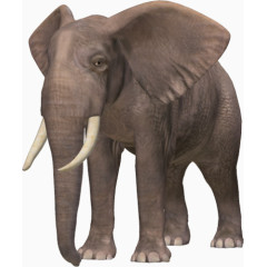 可爱调皮的大象