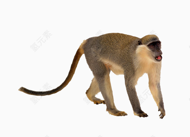 免扣长臂猿