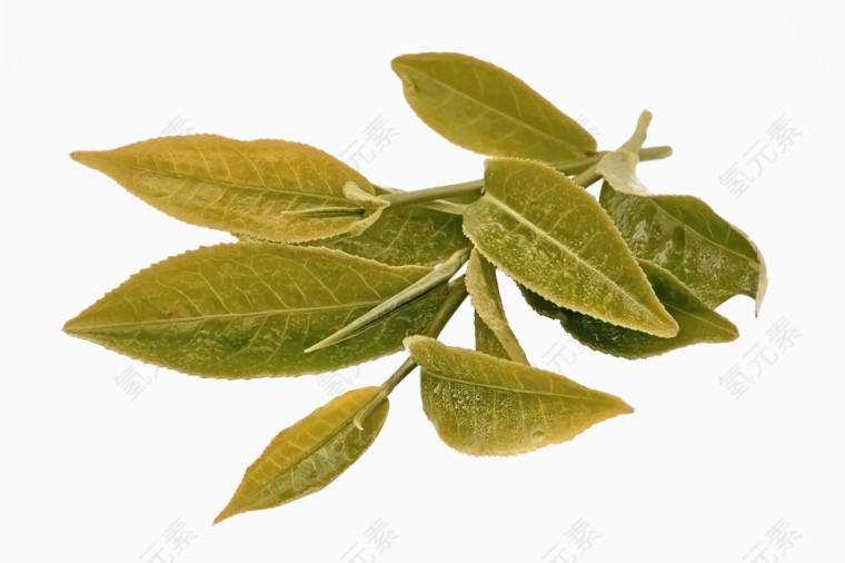 黄绿色简约树叶装饰图案