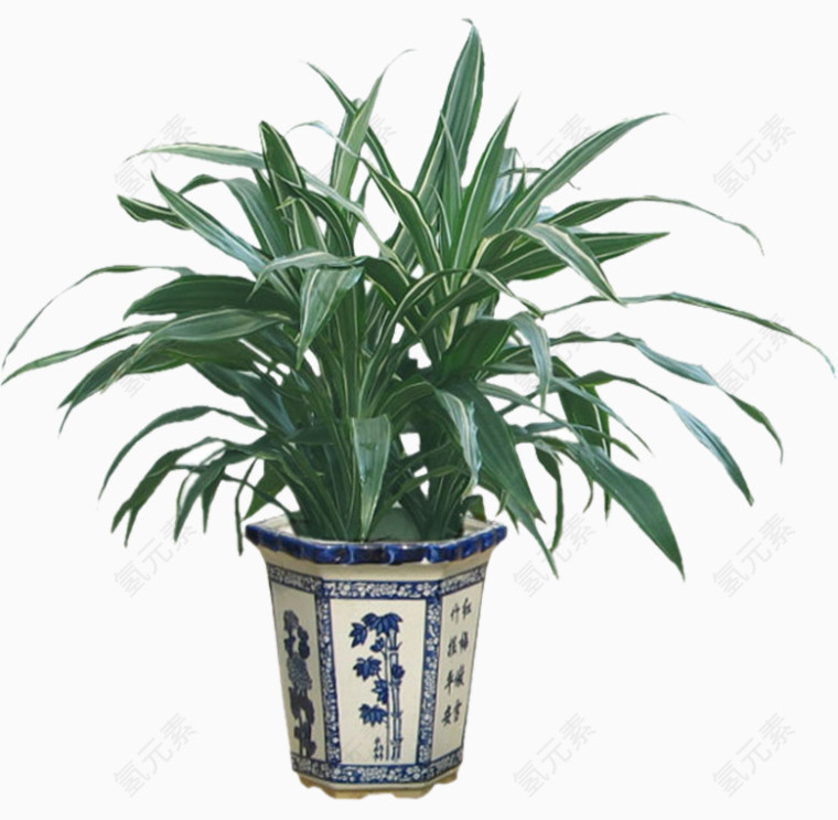 金边吊兰