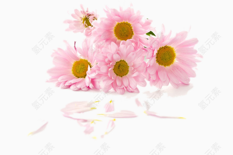 粉色菊花图片素材