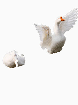 鹅