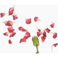 康乃馨花瓣花朵