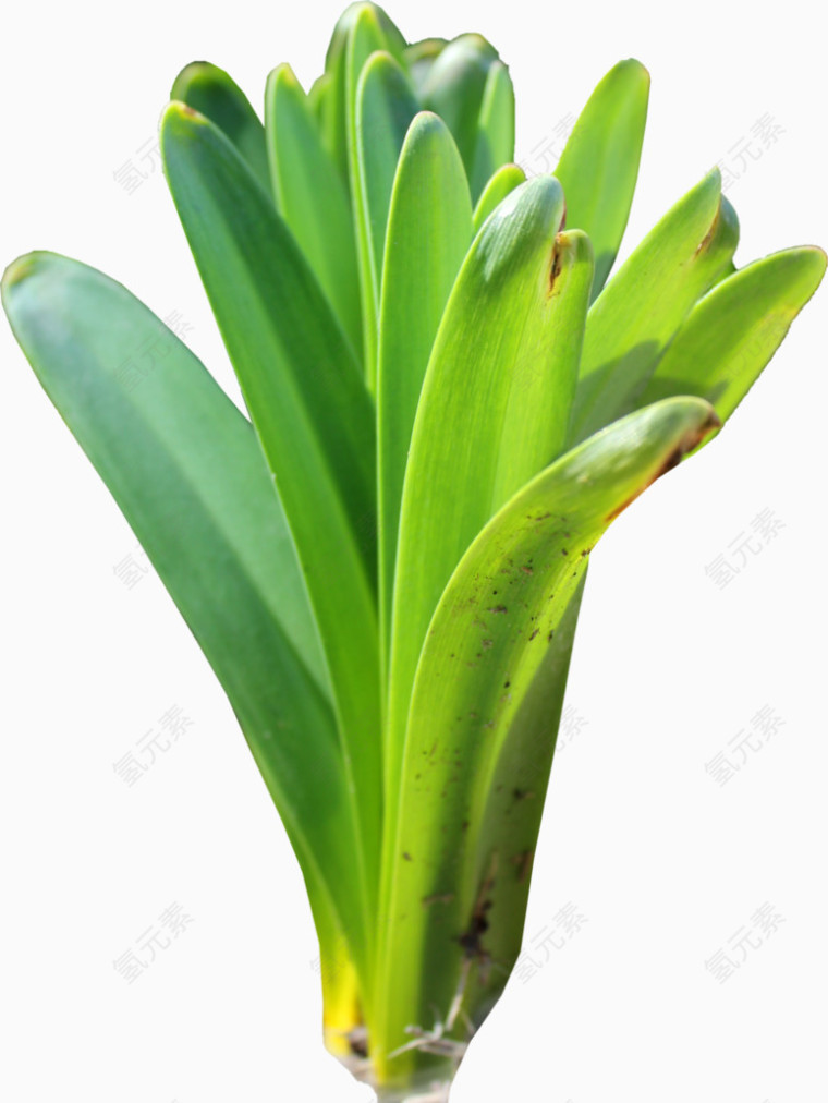 手绘植物树叶
