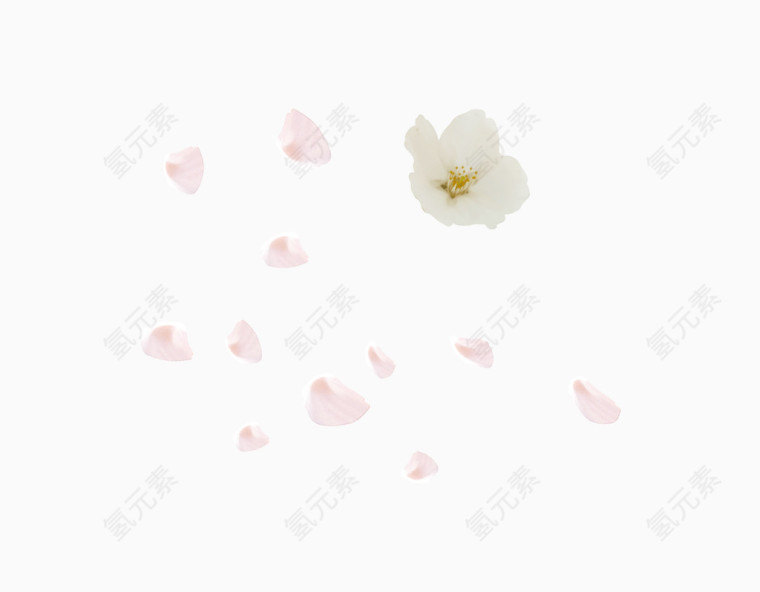 白色浪漫婚庆花朵花瓣