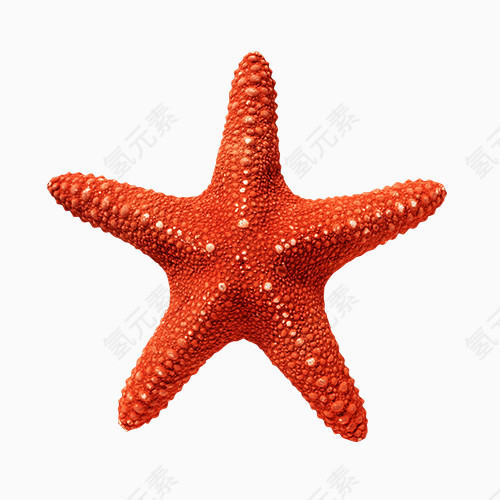 海星