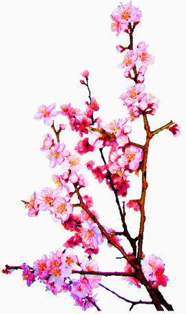 梅花