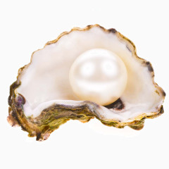 贝壳里的珍珠图片