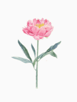 一朵粉色的不知名小花