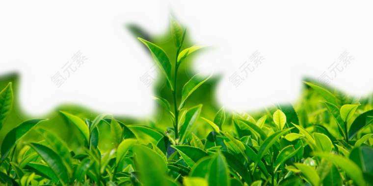 绿茶