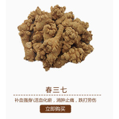 春三七