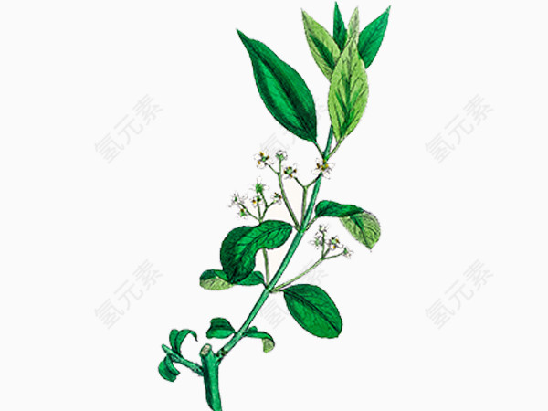 手绘植物图片